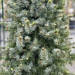 Smrek omorikový (Picea omorika) ´ZUCKERHUT´, výška: 170-200 cm, kont. C65L